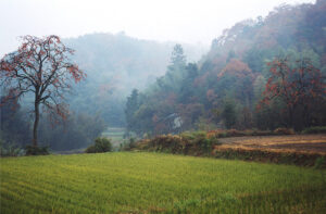 美しい里山の風景、いつも雀はそこにいた。