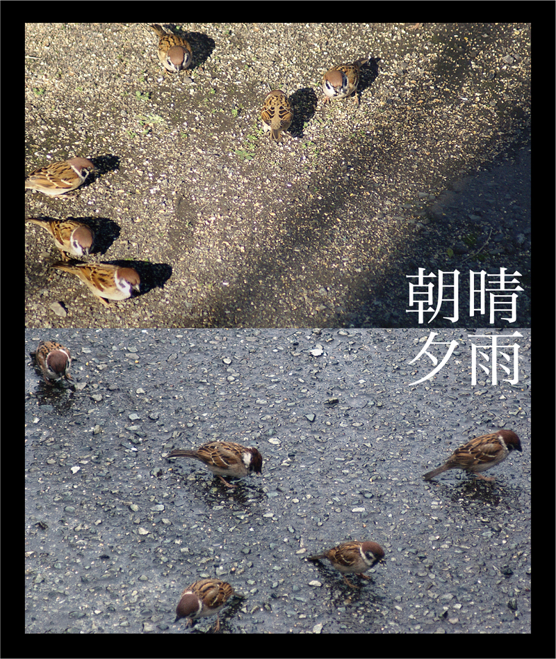 雨にも負けず　風にも負けず。